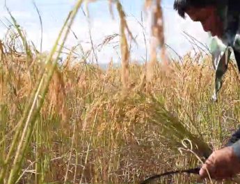 สกลนคร ชาวนาครวญจะตายแล้วฝากถึงรัฐบาลช่วยเรื่องราคาข้าว ลดราคาน้ำมัน