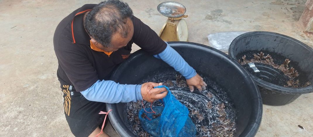 ชัยภูมิ!!!หลังจากพายุฤดูร้อนมาเยือน มีฝนตกหนักในหลายพื้นที่ของ อเทพสถิต จ.ชัยภูมิ ทำให้อึ่งอ่างออกจากรูมาผสมพันธุ์วางไข่ ตามแหล่งน้ำธรรมชาติ ชาวบ้านแห่จับขายตามตลาด เริ่มต้นฤดูราคาพุ่ง กก.ละ 300 บาท ผู้ชื่นชอบอาหารพื้นบ้าน ซื้อไปทำเมนูเด็ด