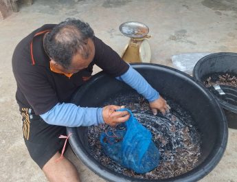 ชัยภูมิ!!!หลังจากพายุฤดูร้อนมาเยือน มีฝนตกหนักในหลายพื้นที่ของ อเทพสถิต จ.ชัยภูมิ ทำให้อึ่งอ่างออกจากรูมาผสมพันธุ์วางไข่ ตามแหล่งน้ำธรรมชาติ ชาวบ้านแห่จับขายตามตลาด เริ่มต้นฤดูราคาพุ่ง กก.ละ 300 บาท ผู้ชื่นชอบอาหารพื้นบ้าน ซื้อไปทำเมนูเด็ด