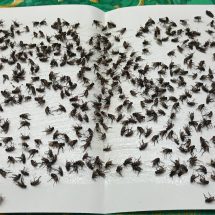 ปราจีนบุรี ขนลุก!ฝูงแมลงวันยึดโรงครัวชาวบ้าน