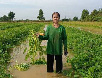 ปราจีนบุรี ป้าปลูกผุกบุ้งแก้วขายส่งลูกสาวเรียนมหาลัย