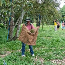 ปราจีนบุรี เปิดสวนทุเรียนป้าลือลูกค้าสาวโชว์ลีลาวิธีรับลูกทุเรียน