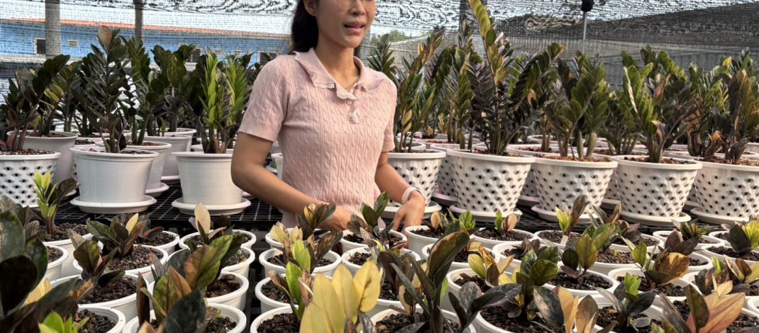 กาญจนบุรี – งานนี้ต้องส่งเสริมตำรวจน้ำดีลาออกตำรวจ!! ผลันชีวิตตัวเองปลูกกวักมรกตด่างไม้มงคล เรียกทรัพย์ ไม้ฟอกอากาศ สร้างอาชีพใหม่ คนต่างชาตินิยมเป็นไม้แลกเปลี่ยนซื้อขายกันทั่วโลก