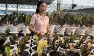 กาญจนบุรี – งานนี้ต้องส่งเสริมตำรวจน้ำดีลาออกตำรวจ!! ผลันชีวิตตัวเองปลูกกวักมรกตด่างไม้มงคล เรียกทรัพย์ ไม้ฟอกอากาศ สร้างอาชีพใหม่ คนต่างชาตินิยมเป็นไม้แลกเปลี่ยนซื้อขายกันทั่วโลก