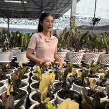กาญจนบุรี – งานนี้ต้องส่งเสริมตำรวจน้ำดีลาออกตำรวจ!! ผลันชีวิตตัวเองปลูกกวักมรกตด่างไม้มงคล เรียกทรัพย์ ไม้ฟอกอากาศ สร้างอาชีพใหม่ คนต่างชาตินิยมเป็นไม้แลกเปลี่ยนซื้อขายกันทั่วโลก