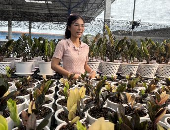 กาญจนบุรี – งานนี้ต้องส่งเสริมตำรวจน้ำดีลาออกตำรวจ!! ผลันชีวิตตัวเองปลูกกวักมรกตด่างไม้มงคล เรียกทรัพย์ ไม้ฟอกอากาศ สร้างอาชีพใหม่ คนต่างชาตินิยมเป็นไม้แลกเปลี่ยนซื้อขายกันทั่วโลก