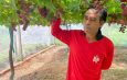 หนุ่มโรงงานทิ้งเงินเดือนประจำ กลับบ้านเกิดของภรรยาที่มหาสารคาม หันมาปลูกองุ่นปลอดภัยในพื้นที่ข้างบ้าน 2 งานรายได้ปีละไม่ต่ำกว่า 200,000 บาท