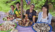 นครพนม “ร้อนสลับฝน” ดันตลาดเห็ดป่าท่าอุเทนคึกคัก เซียนเก็บเห็ดยิ้มรายได้สะพัดวันละหลายพัน