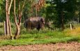 ปราจีนบุรี ช้างป่าอุทยานแห่งชาติทับลาแตกฝูงมาหากินกบินทร์บุรี