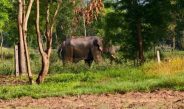 ปราจีนบุรี ช้างป่าอุทยานแห่งชาติทับลาแตกฝูงมาหากินกบินทร์บุรี