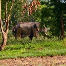 ปราจีนบุรี ช้างป่าอุทยานแห่งชาติทับลาแตกฝูงมาหากินกบินทร์บุรี