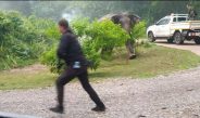 ปราจีนบุรี นาทีผลักดันช้างกลับถิ่นช้างโผล่จากป่าจนท.วิ่งหนี