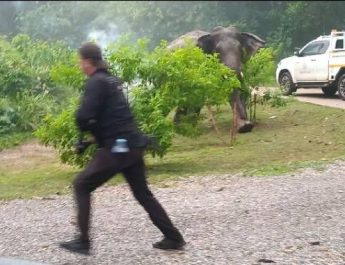 ปราจีนบุรี นาทีผลักดันช้างกลับถิ่นช้างโผล่จากป่าจนท.วิ่งหนี