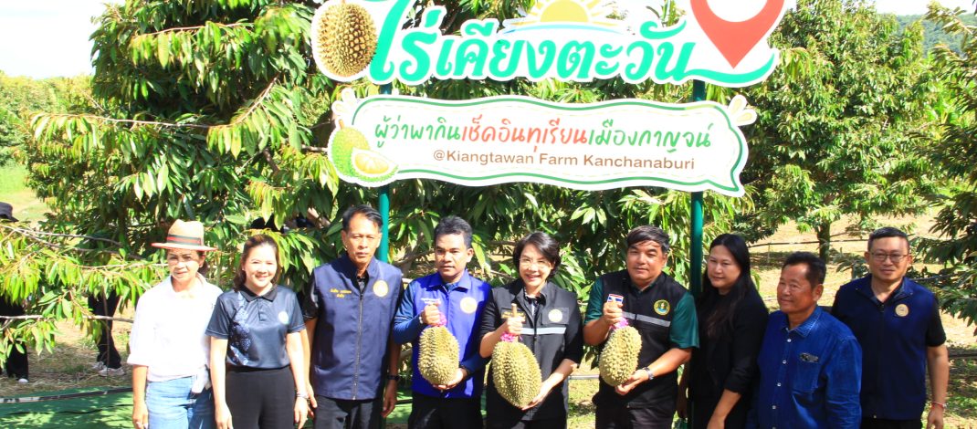 กาญจนบุรี – ผู้ว่ากาญจน์ พาฟินเช็คอิน! ราชาผลไม้แหล่งลำน้ำแคว ทุเรียนเมืองกาญจน์ ณ ไร่เคียงตะวัน จังหวัดกาญจนบุรี
