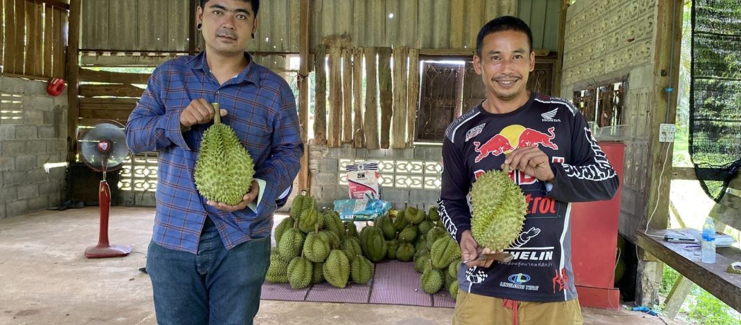 จ.ตราด สองหนุ่มตราดพลิก “ทุเรียนตกไซส์ สร้างรายได้ ขายลูกละ 20-50 บาท คุณภาพเต็มร้อย