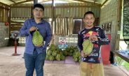 จ.ตราด สองหนุ่มตราดพลิก “ทุเรียนตกไซส์ สร้างรายได้ ขายลูกละ 20-50 บาท คุณภาพเต็มร้อย