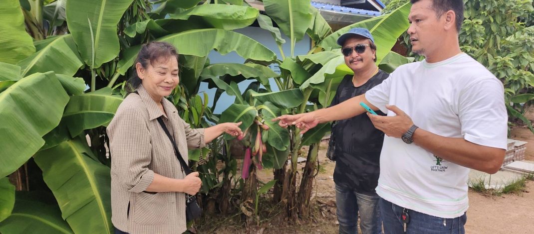 นครนายก – ชาวบ้านพบกล้วยหอมแปลกออกปลีเป็นดอกจุดธูปเสี่ยงโชค