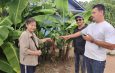 นครนายก – ชาวบ้านพบกล้วยหอมแปลกออกปลีเป็นดอกจุดธูปเสี่ยงโชค