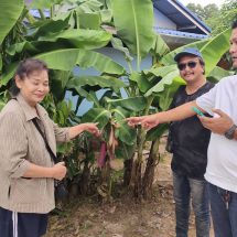 นครนายก – ชาวบ้านพบกล้วยหอมแปลกออกปลีเป็นดอกจุดธูปเสี่ยงโชค