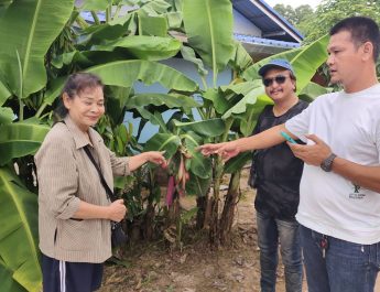 นครนายก – ชาวบ้านพบกล้วยหอมแปลกออกปลีเป็นดอกจุดธูปเสี่ยงโชค