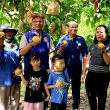ลพบุรี พร้อมจำหน่ายกระท้อนหวานของดีเมืองลพบุรี