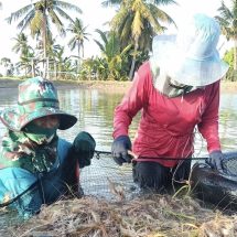 กาฬสินธุ์ เปิดตลาดขายกุ้งก้ามกรามจีไอเงินสะพัดกลุ่มละ 10 ล้านบาท