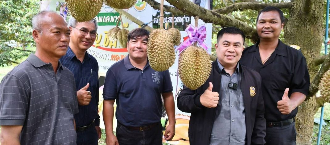 กาญจนบุรี – เกษตรกรชาวสวนทุเรียนอำเภอทองผาภูมิ ร่วมกันจัดกิจกรรมประมูลทุเรียน เพื่อหารายได้สมทบทุนกิ่งกาชาด อำเภอทองผาภูมิ เบื้องต้นคาดว่า ทุเรียนที่นำออกมาประมูลจะ มีราคาสูงถึง 5 หมื่นบาท