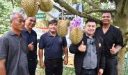 กาญจนบุรี – เกษตรกรชาวสวนทุเรียนอำเภอทองผาภูมิ ร่วมกันจัดกิจกรรมประมูลทุเรียน เพื่อหารายได้สมทบทุนกิ่งกาชาด อำเภอทองผาภูมิ เบื้องต้นคาดว่า ทุเรียนที่นำออกมาประมูลจะ มีราคาสูงถึง 5 หมื่นบาท