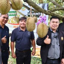 กาญจนบุรี – เกษตรกรชาวสวนทุเรียนอำเภอทองผาภูมิ ร่วมกันจัดกิจกรรมประมูลทุเรียน เพื่อหารายได้สมทบทุนกิ่งกาชาด อำเภอทองผาภูมิ เบื้องต้นคาดว่า ทุเรียนที่นำออกมาประมูลจะ มีราคาสูงถึง 5 หมื่นบาท