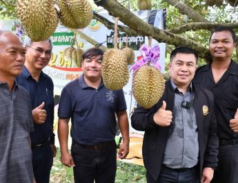 กาญจนบุรี – เกษตรกรชาวสวนทุเรียนอำเภอทองผาภูมิ ร่วมกันจัดกิจกรรมประมูลทุเรียน เพื่อหารายได้สมทบทุนกิ่งกาชาด อำเภอทองผาภูมิ เบื้องต้นคาดว่า ทุเรียนที่นำออกมาประมูลจะ มีราคาสูงถึง 5 หมื่นบาท