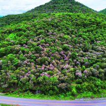 ลพบุรี เปิดพิกัดสถานที่ท่องเที่ยวธรรมชาติภูเขาดอกตะแบกสดสวยงามสุดโรแมนติก