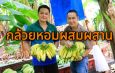 จังหวัดลพบุรี เกษตรกรปลูกกล้วยหอมผสมผสานแนวพระราชดำหริ 1 ไร่ได้เงิน 3 แสนบาท
