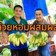 จังหวัดลพบุรี เกษตรกรปลูกกล้วยหอมผสมผสานแนวพระราชดำหริ 1 ไร่ได้เงิน 3 แสนบาท