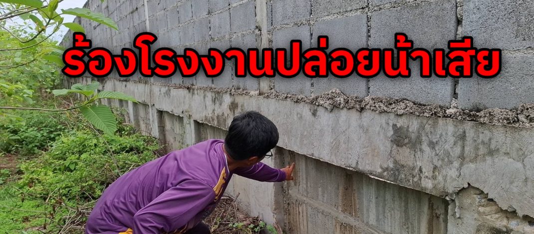 ปทุมธานี ชาวนาชาวสวนโอด ถูก โรงงานปล่อยน้ำสนิมคราบน้ำมัน ข้าวไม่โตต้นไม้ตาย ปลาเน่า
