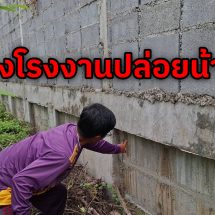 ปทุมธานี ชาวนาชาวสวนโอด ถูก โรงงานปล่อยน้ำสนิมคราบน้ำมัน ข้าวไม่โตต้นไม้ตาย ปลาเน่า