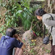 นครนายก – จอมปลวกหัวจุกเหมือนกุมาร ชาวบ้านแห่ขอโชค