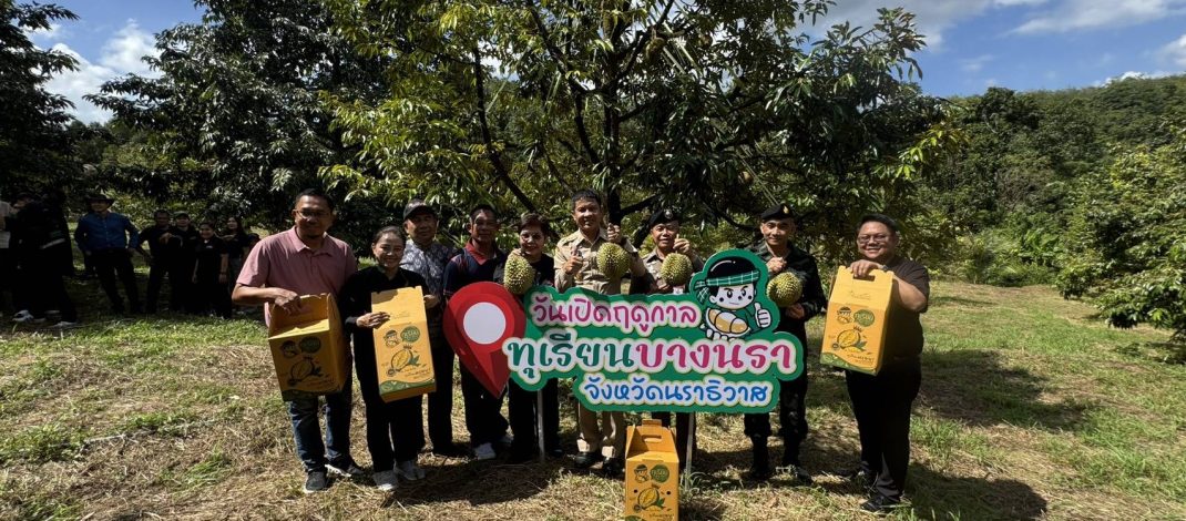 เริ่มแล้วตัดทุเรียนบางนรามีดแรกเน้นคุณภาพ ป้องกันทุเรียนอ่อนสู่ตลาด