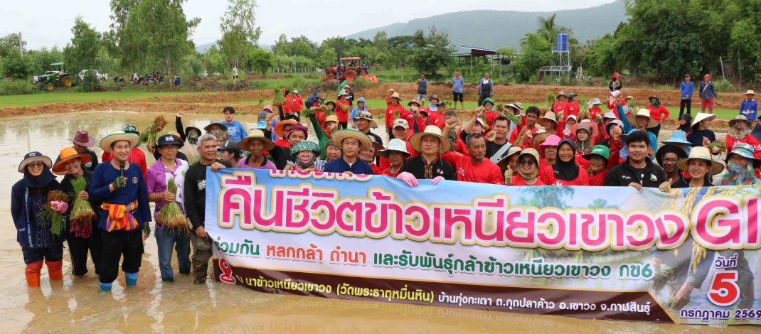 กาฬสินธุ์ คืนชีวิตข้าวเหนียวเขาวง GI เกษตรมูลค่าสูงอร่อยที่สุดในโลก