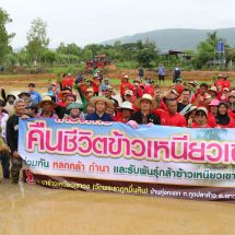 กาฬสินธุ์ คืนชีวิตข้าวเหนียวเขาวง GI เกษตรมูลค่าสูงอร่อยที่สุดในโลก