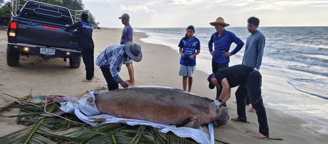 พังงา/อีกแล้ว…พบซากพบูนเกยตื้นชายหาดเกาะคอเขา