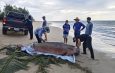 พังงา/อีกแล้ว…พบซากพบูนเกยตื้นชายหาดเกาะคอเขา