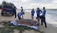พังงา/อีกแล้ว…พบซากพบูนเกยตื้นชายหาดเกาะคอเขา