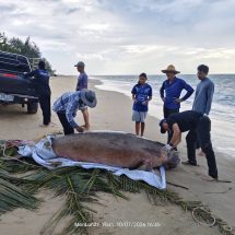 พังงา/อีกแล้ว…พบซากพบูนเกยตื้นชายหาดเกาะคอเขา
