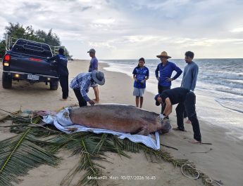พังงา/อีกแล้ว…พบซากพบูนเกยตื้นชายหาดเกาะคอเขา