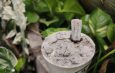 นครนายก – ชาวบ้านพบต้นนางกวักสีขาวจั๊วะไม่พลาดจุดธูปลุ้นโชค