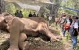 กาญจนบุรี : ช้างป่าสลักพระล้ม สัตวแพทย์เร่งทำการรักษาเร่งด่วน