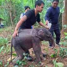 กาญจนบุรี : อุทยานแห่งชาติไทรโยค รุดช่วยลูกช้างป่าพลัดหลงฝูงกลางป่าแม่น้ำน้อย เคลื่อนย้ายด่วนส่งสัตวแพทย์ดูแลใกล้ชิด