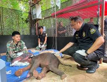 กาญจนบุรี : ลงติดตามลูกช้างป่า!! “รมว.สุชาติ” ลงพื้นที่อุทยานฯ ไทรโยค ติดตามการรักษา “ลูกช้างป่าพลัดหลง” ชื่นชมเจ้าหน้าที่ทุ่มเทฝ่ากระแสน้ำช่วยชีวิต เผยอาการน้องดีขึ้นต่อเนื่อง