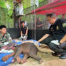 กาญจนบุรี : ลูกช้างป่ายื้อช่วยชีวิตไม่ไหวเสียชีวิตแล้ว!! รมว.สุชาติ เผยข่าวเศร้า เจ้าจิ๋วน้อย ลูกช้างป่าพลัดหลง เสียชีวิตแล้ว จากภาวะไตวายเฉียบพลัน ยกย่องทีมสัตวแพทย์ทุ่มเทสุดกำลัง ย้ำเดินหน้าหาสาเหตุอย่างละเอียด