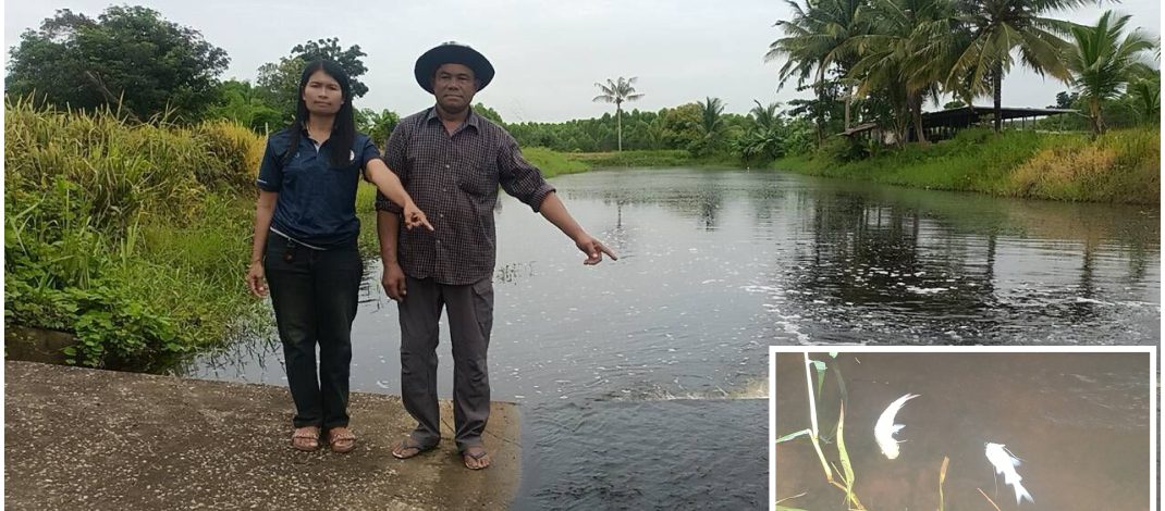 ปราจีนบุรี ชาวบ้านแจ้งผู้ใหญ่บ้านพบน้ำในคลองเหม็นปลาตาย